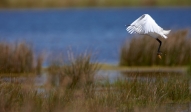 paysage avec oiseau en vol - golfe morbihan - crédit photo : thierry martinez
